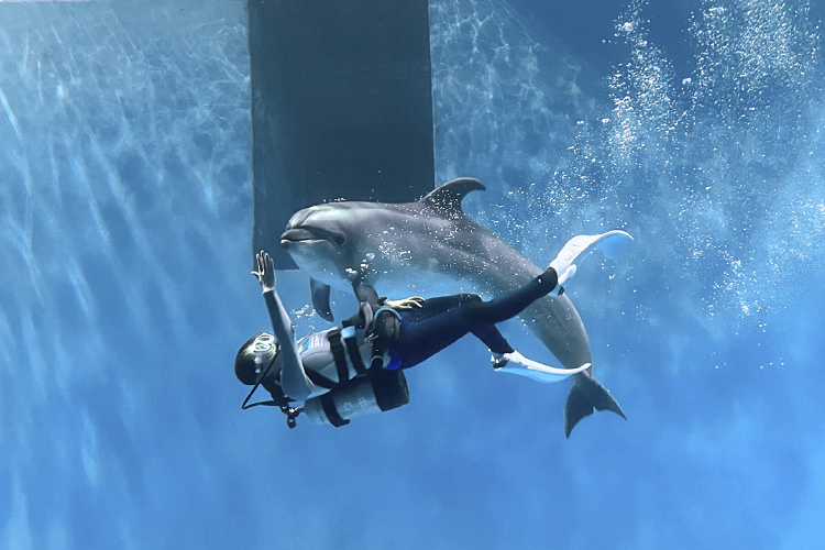 Art of Dolphin｜上越市立水族博物館 うみがたり