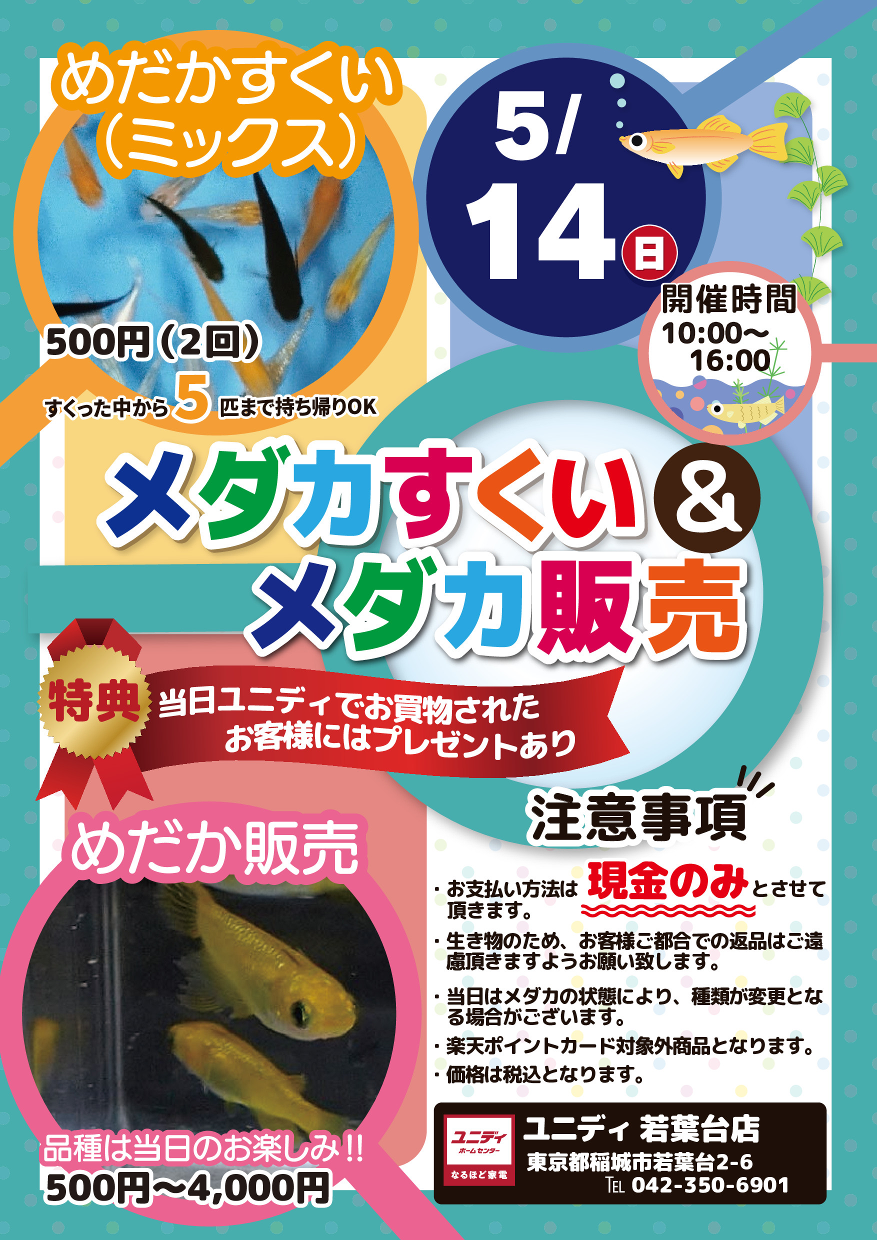 若葉台店”限定！”メダカすくい＆販売／ | 【ダイユニカンパニー