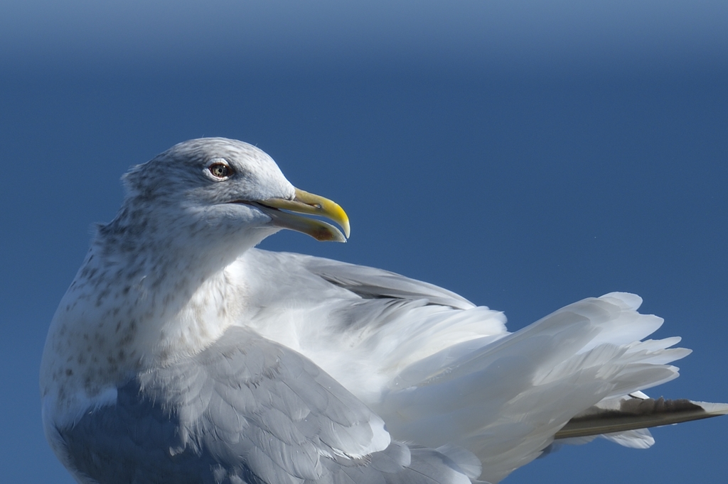 日本の野鳥 セグロカモメ Japanese Wild Birds Herring Gull