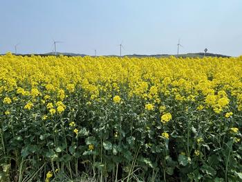 横浜町役場 - 2025年菜の花情報