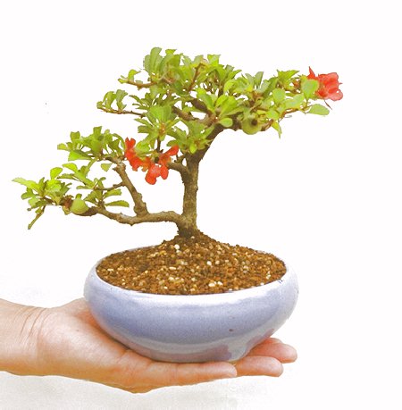 長寿梅 長寿梅盆栽 東京盆栽-6008