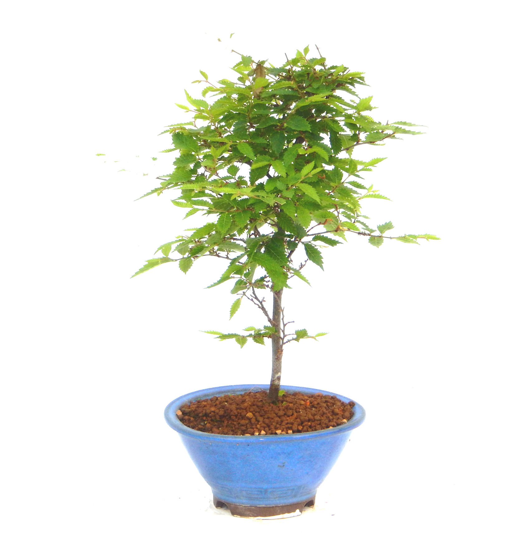 盆栽 長寿縁起｜東京盆栽｜