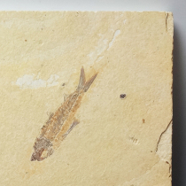 魚の化石（Knightia/Diplomystus）｜化石販売・鉱物販売の東京サイエンス