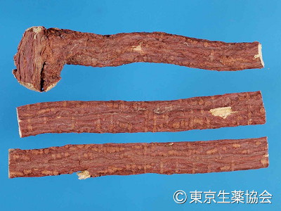カンゾウ／新常用和漢薬集 ｜ 公益社団法人東京生薬協会