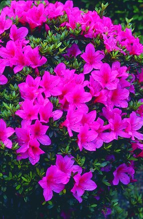 大盃（オオサカズキ）｜公園へ行こう！