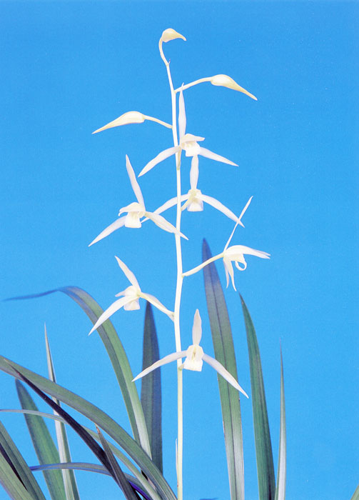 No:5655豊雪 - 寒蘭/山野草販売【東美園】