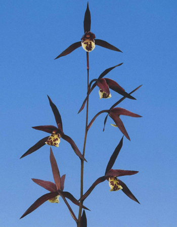 No:5155日向の誉 - 寒蘭/山野草販売【東美園】