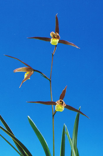 No:3634南州 - 寒蘭/山野草販売【東美園】