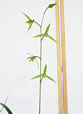 No:4044太湖 - 寒蘭/山野草販売【東美園】