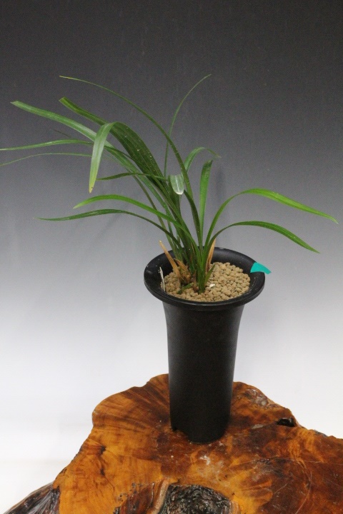 No:5155日向の誉 - 寒蘭/山野草販売【東美園】