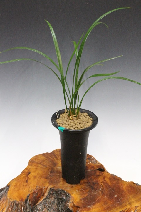 No:5536四万十川の誉 - 寒蘭/山野草販売【東美園】