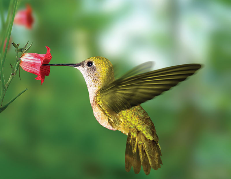 hummingbird.jpg