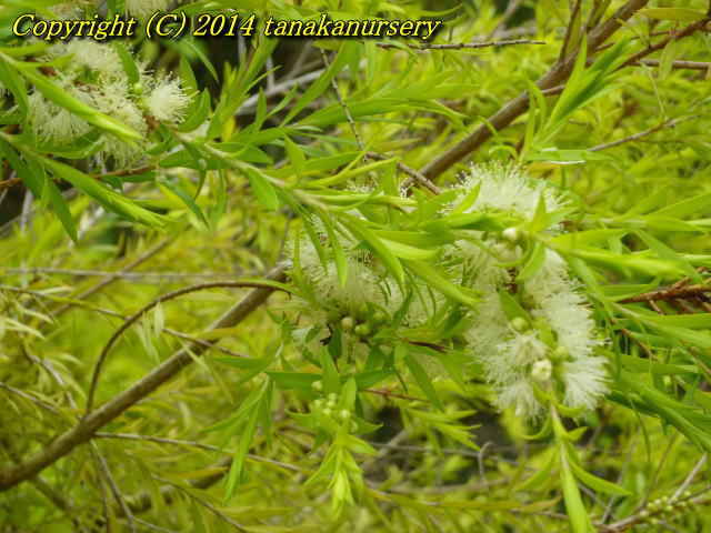 メラレウカ レボリューションゴールド｜メラレウカの生産販売 タナカ園芸