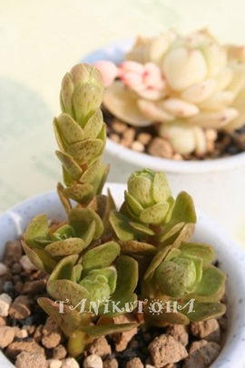 チョコチップ,チョコチップ通販,チョコチップ販売,チョコチップ育て方