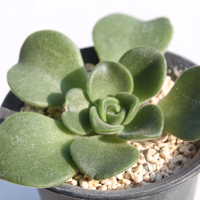 リリーパット,リリーパット販売,リリーパット通販,リリーパット通販