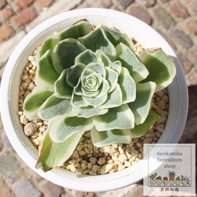 オーレア錦,オーレア錦販売,オーレア錦通販,オーレア錦通販,オーレア錦