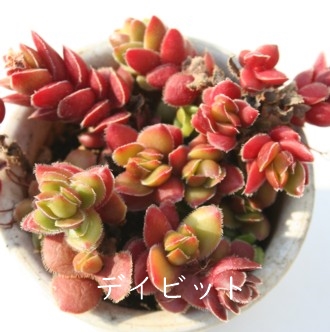 デイビッド、デビッド,クラッスラ属,クラッスラのデイビット通販