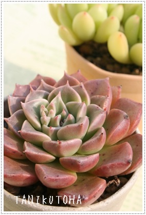 チェリープリンセス,グラプトペタルム属,グラプトペタルムのチェリー