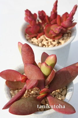 大扇月、だいせんげつ,カランコエ属,カランコエの大扇月通販