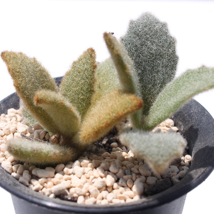 カランコエ・ラッキーガール販売｜幸せを運ぶ多肉植物の通販 Kalanchoe