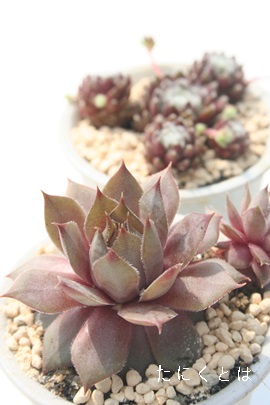 センペルビウムの販売,センペルビウムの通販センペルビウムの増やし方