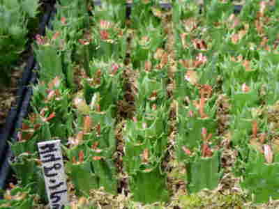 花岬農園 : シャコバサボテン・さし芽にチャレンジ 3