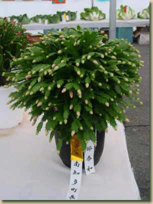 花岬農園からのお知らせ