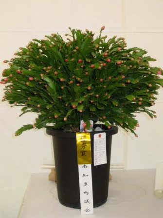 花岬農園からのお知らせ