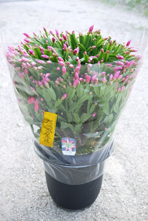 シャコバサボテン 斑入り 4号鉢つき レアな大株❗ シャコバサボテン4号