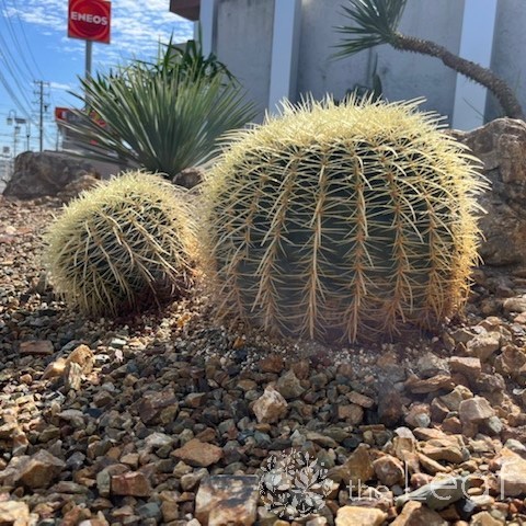 サボテン 「金鯱」｜外構とお庭作りのthe.Leaf（ザ・リーフ）｜ 鈴鹿市