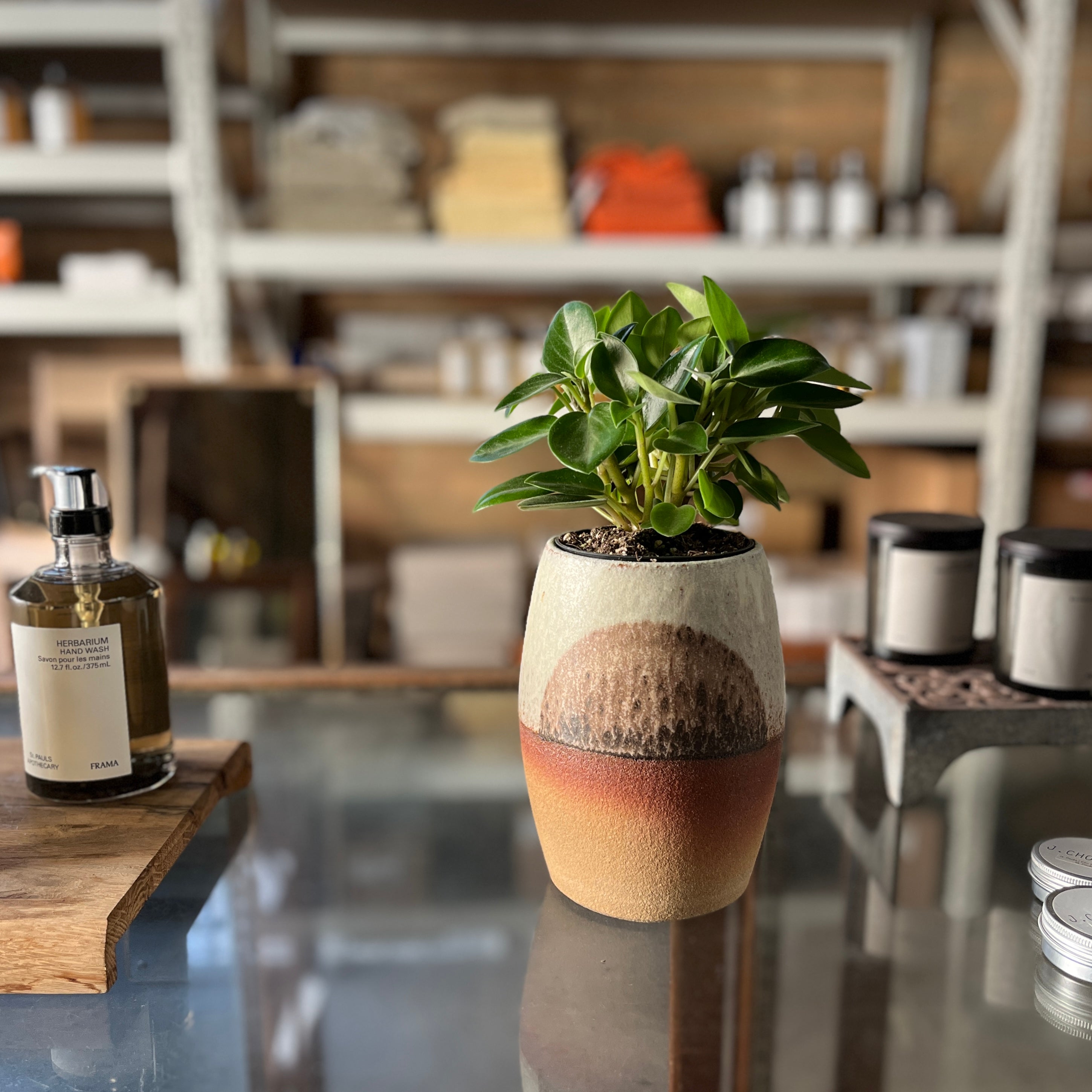 手作植木鉢 LLL サイズ 検（ 塊根植物 グラキリス パキプス アガベ)