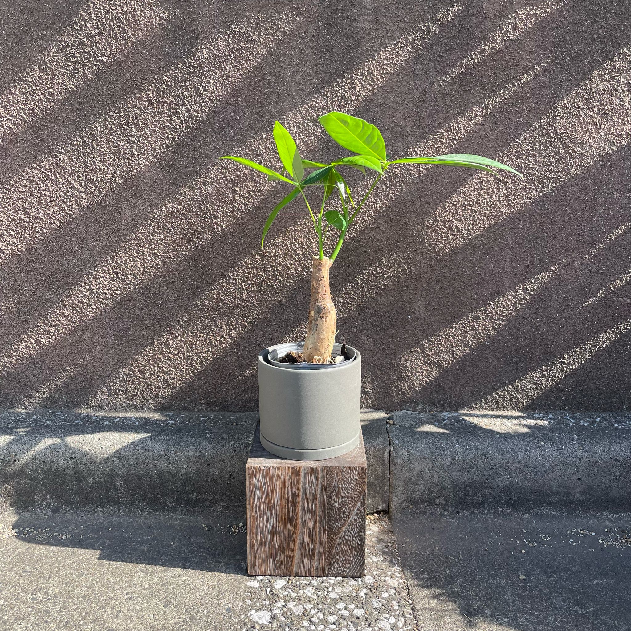 パキラ I インドアプランツ I プラントソサエティトーキョー – THE