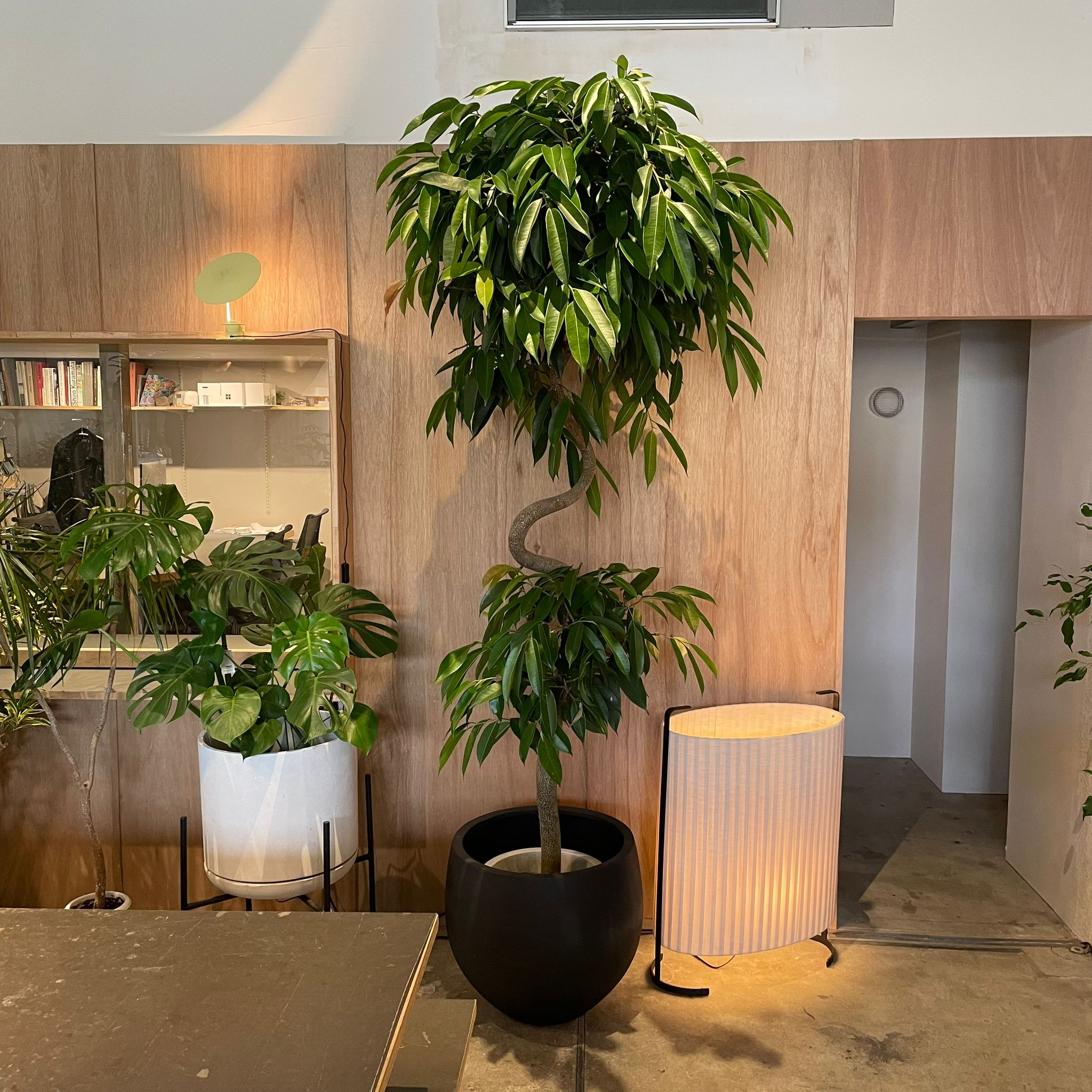 フィカス・アムステルキング I インドアプランツ I プラントソサエティ