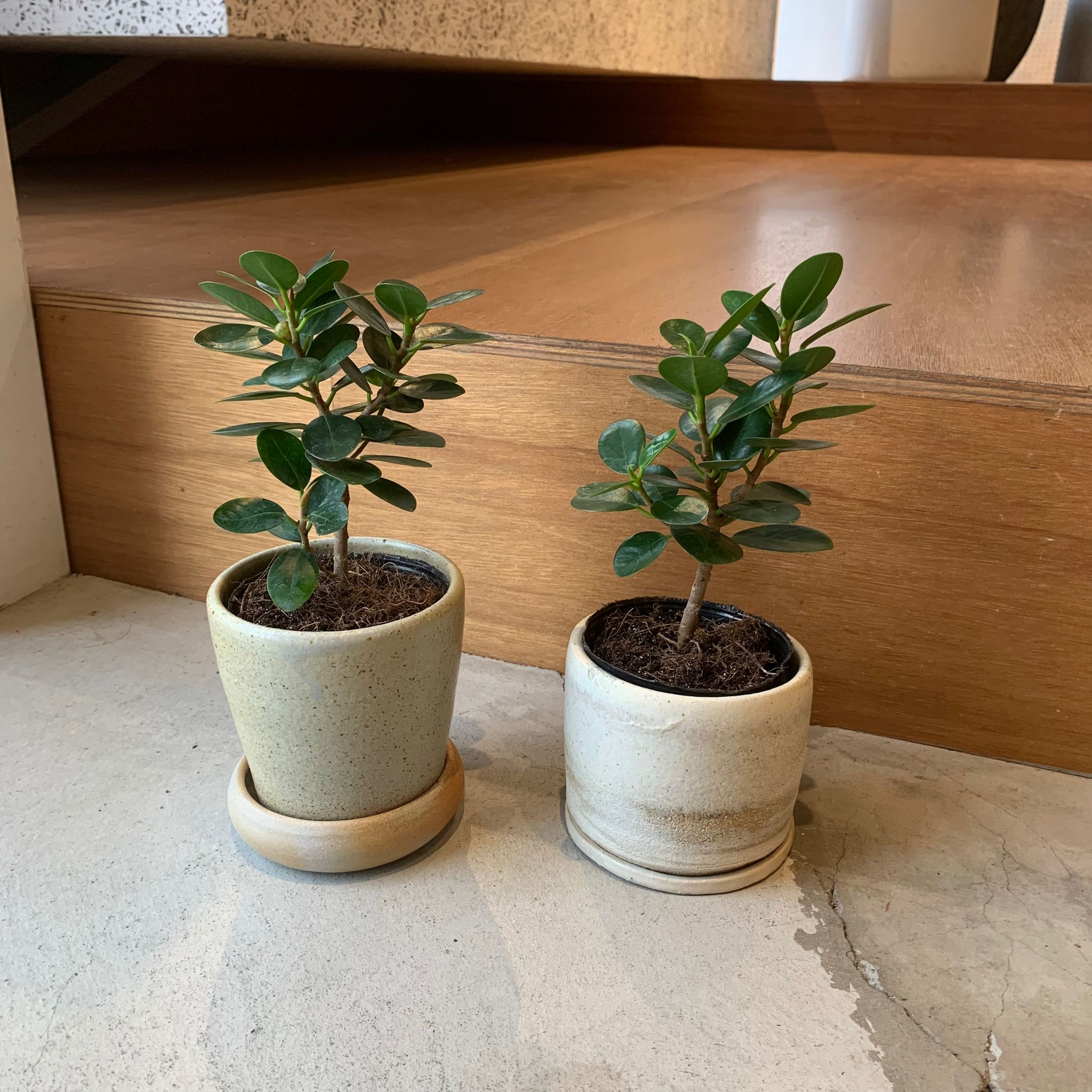 パンダガジュマル I インドアプランツ I プラントソサエティトーキョー