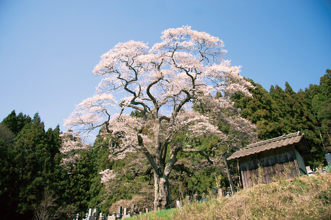 二段田のひがん桜（県南、鮫川村） - 花の王国ふくしま