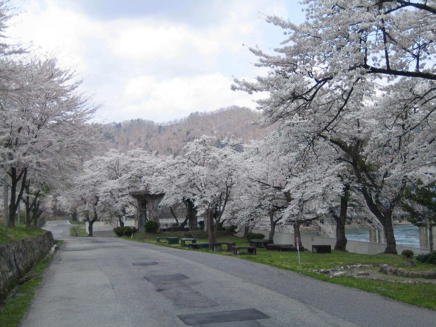 上野尻発電所の桜並木 - ふくしまの旅
