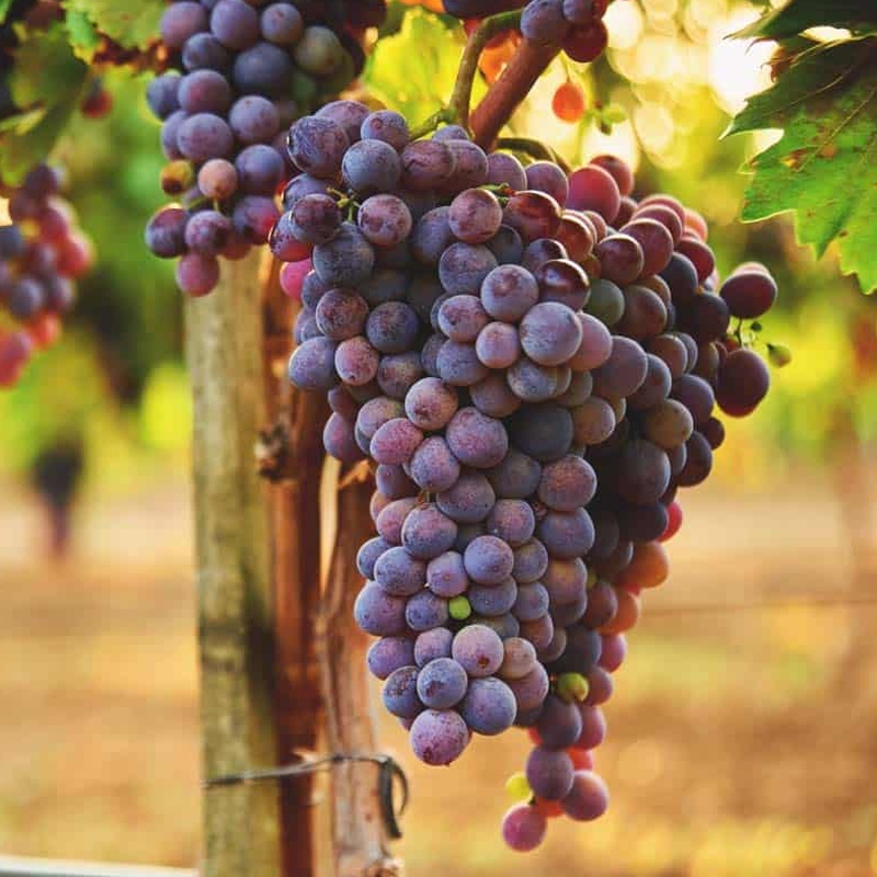 Buy Concord Bunch Grapevines Online at Ty Ty Nursery