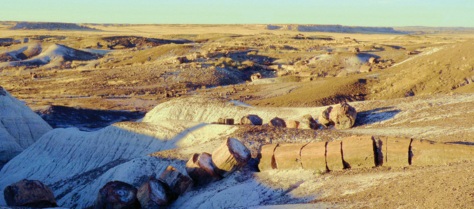 化石の森／2億年の自然探訪（前編） | 現地情報誌ライトハウス・シアトル