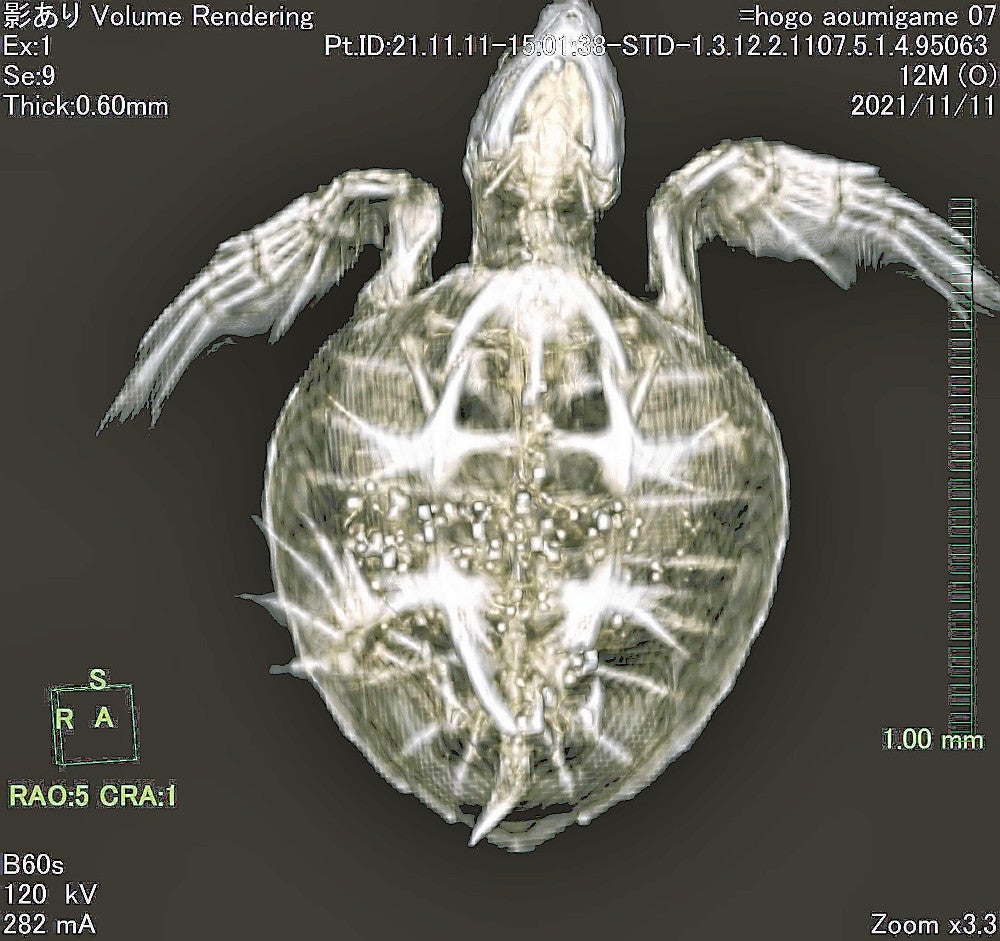 死んだ子ウミガメの体内から「軽石100個」…砂浜で衰弱した状態で