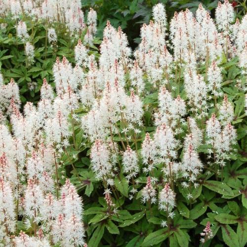 やましち山野草店 / ティアレラ スプリングシンフォニー ポット苗