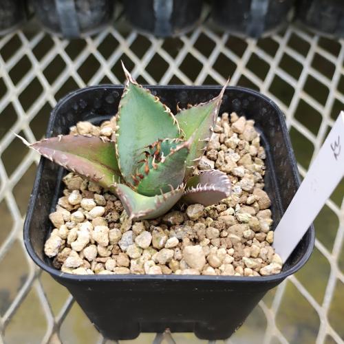 やましち山野草店 / アガベ チタノタ 白鯨 9cmポット苗 現品販売No.32