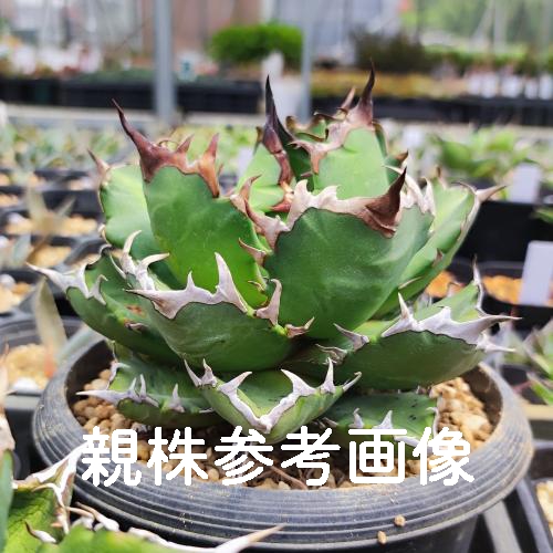 やましち山野草店 / 多肉植物 アガベ チタノタ レッドキャットウィーズ