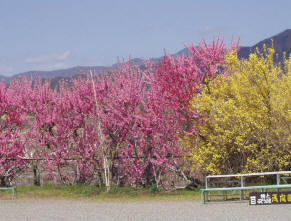 山梨 一宮 桃の花まつり 桃源郷 花桃 しだれ花桃 入園無料 開花情報 浅間園