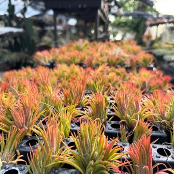 Tillandsia ionantha Evolution チランジア イオナンタ