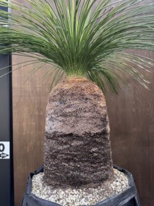 B280 オーストラリア産 ブラックボーイ プレイシー 福岡販売 | Rare