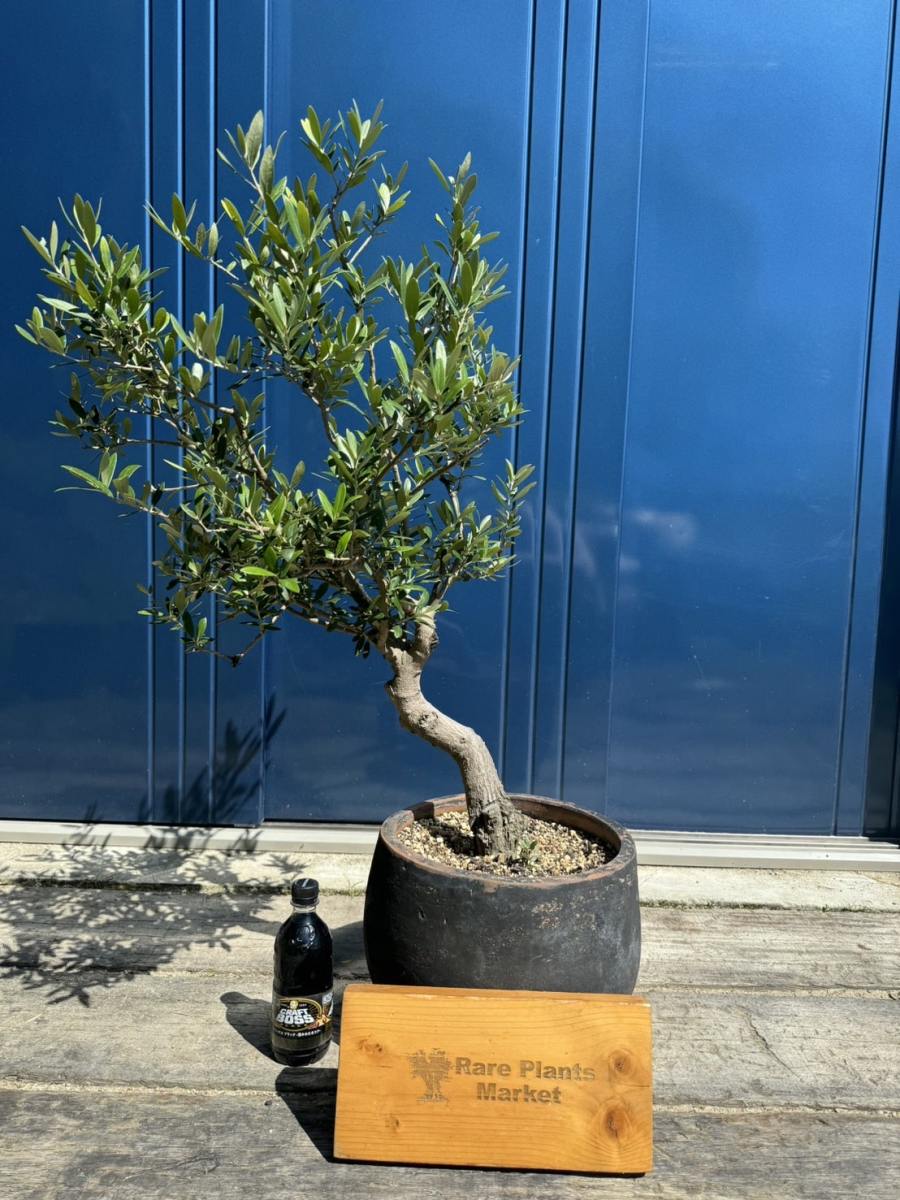 JL52 国産 オリーブ盆栽 アンティーク鉢 オリーブの木 福岡販売 | Rare