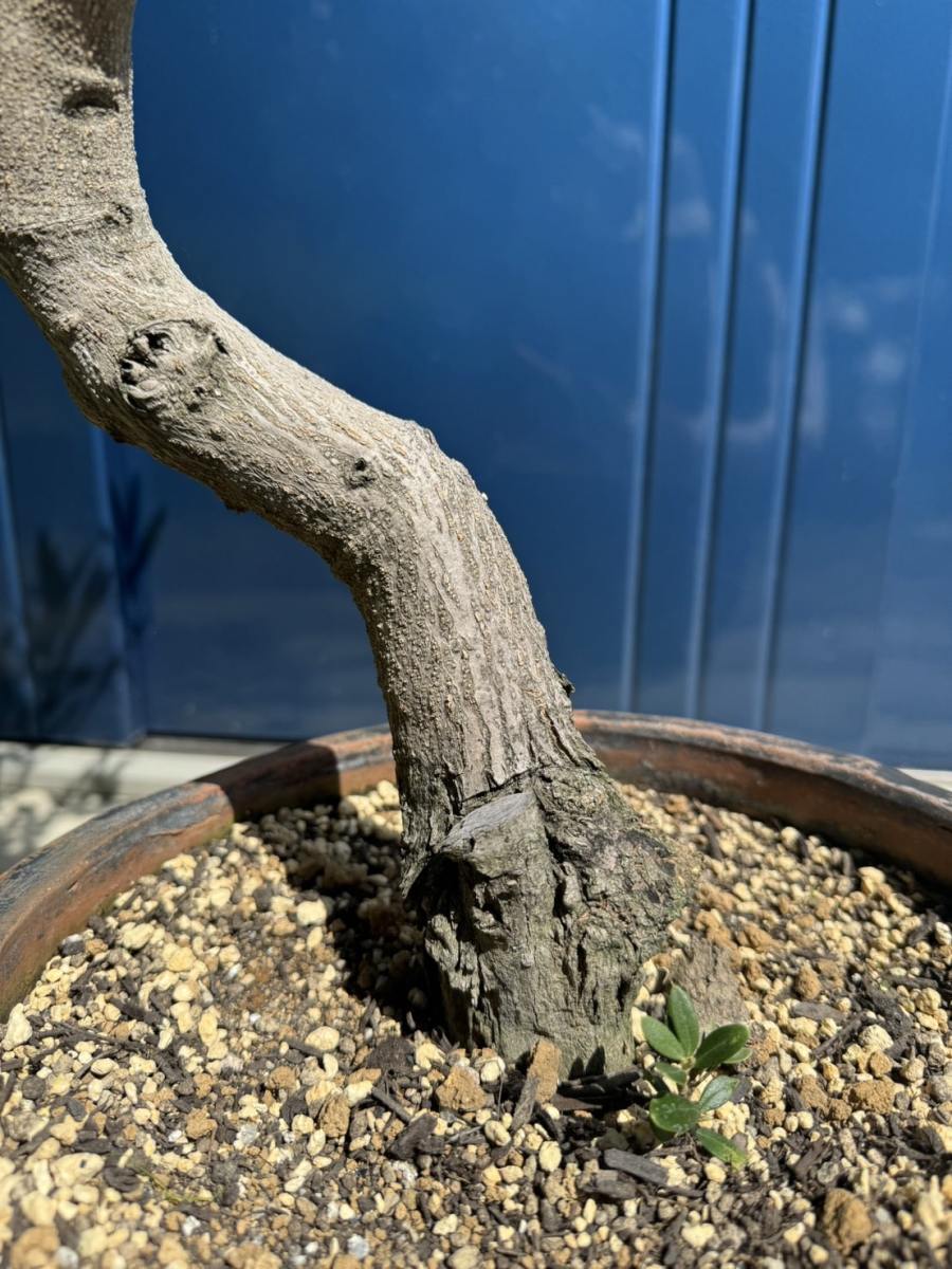 JL52 国産 オリーブ盆栽 アンティーク鉢 オリーブの木 福岡販売 | Rare