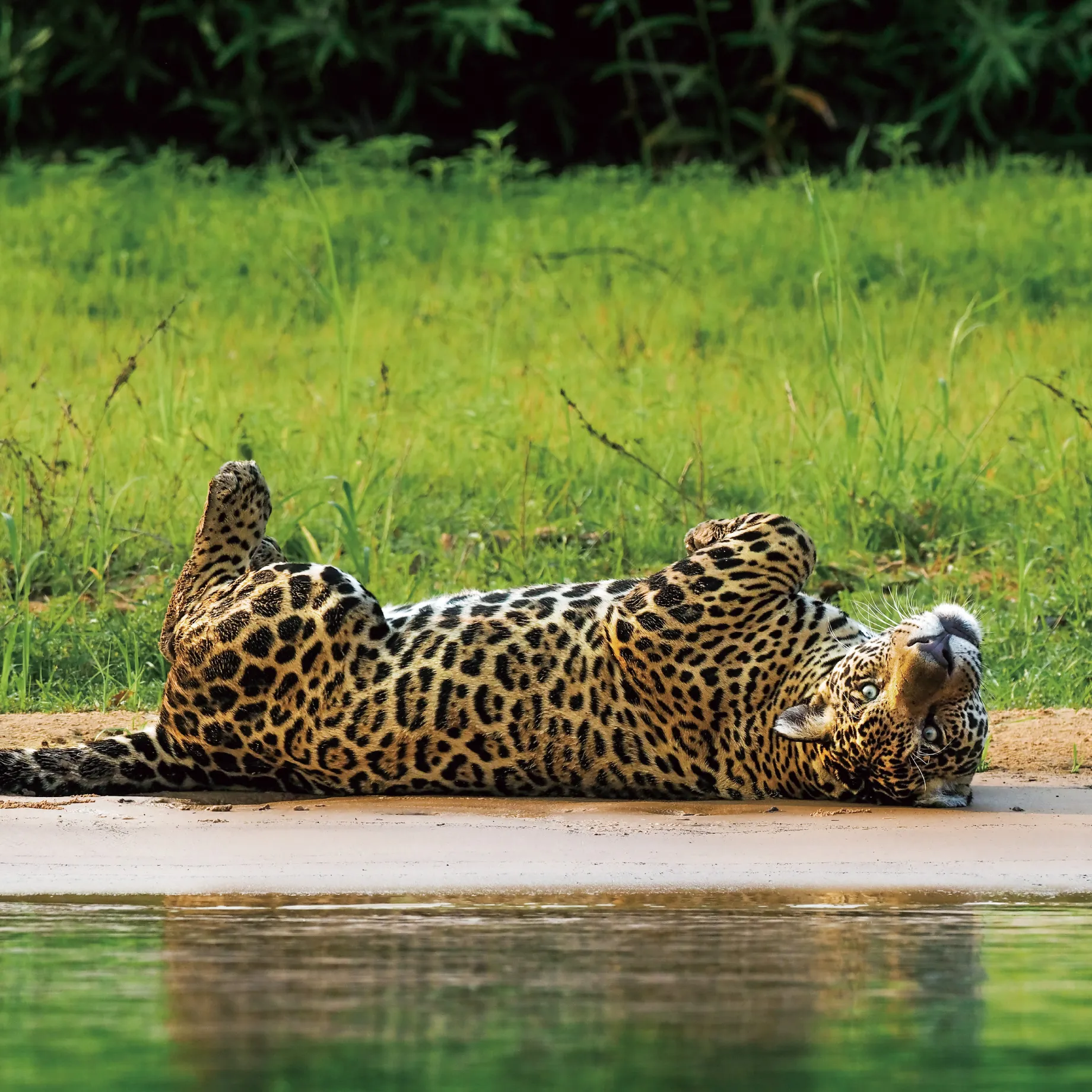 岩合光昭写真展 PANTANAL〜パンタナール ―世界遺産の大湿原― 清流が