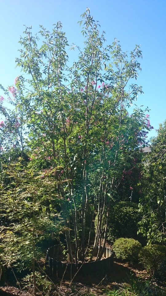 アオダモ 株立ち 美品 大型商品 販売 価格 | 有限会社 山田植木