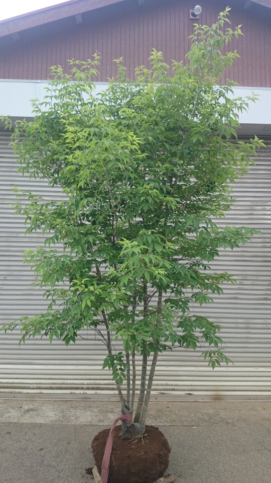 アオダモ 本株5本立ち 美品 販売 価格 | 有限会社 山田植木